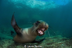 playful teen sea lion trying to bite my camera in the sea... by Laura Becker 